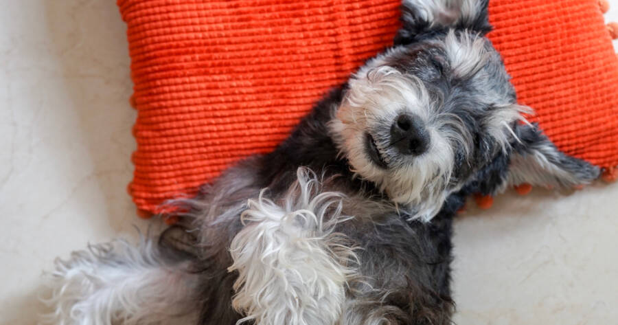 Best Low-Allergen Dog Breeds for Sensitive Owners