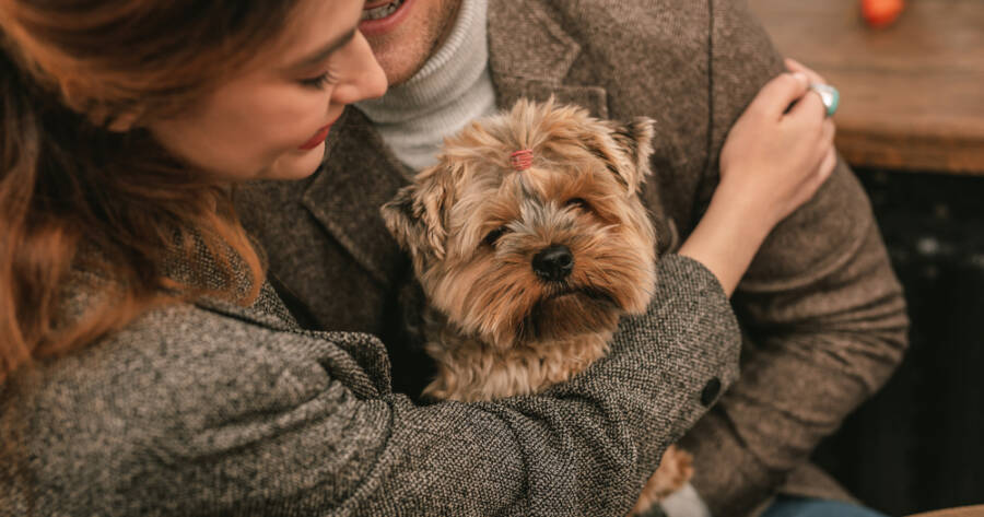 What to Do If Your Pet Gets Lost: A Step-by-Step Plan