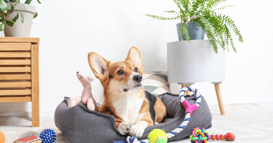 Budgeting for a New Pet: What to Save Before Bringing Them Home
