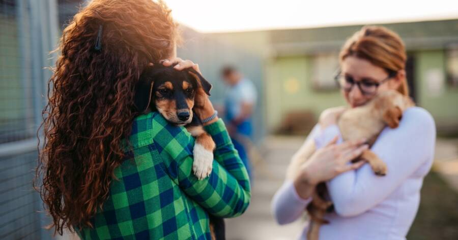 The Similarities and Differences of Bringing Home a Purchased vs. a Shelter Dog