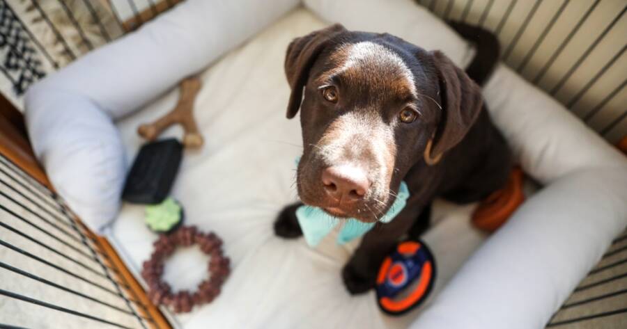 Top Pet Care Mistakes New Owners Make and How to Avoid Them